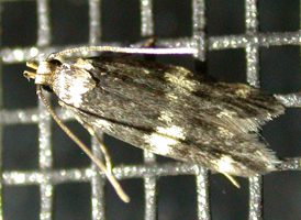 Four-spotted Yellowneck